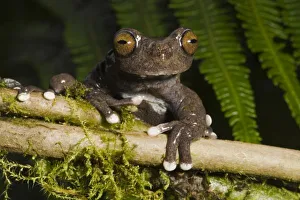 Images Dated 27th September 2009: Central America, Ecuador
