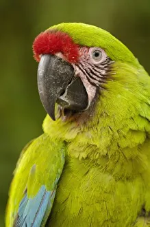 Images Dated 20th July 2006: Central America, Ecuador