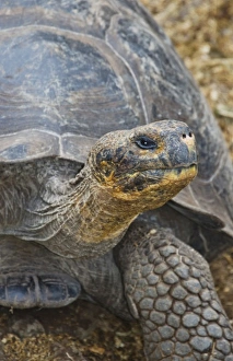 Prints of Fabulous Giant Tortoises with shells on Santa Cruz Highlands Galapagos Islands Ecuador South America Galapagos Images Dated 2027 November: Central America, Ecuador