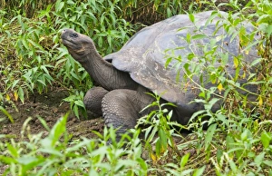 Prints of Fabulous Giant Tortoises with shells on Santa Cruz Highlands Galapagos Islands Ecuador South America Galapagos Images Dated 2027 November: Central America, Ecuador
