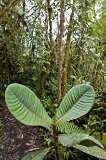 Images Dated 17th July 2007: Central America, Ecuador
