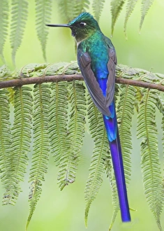 Central America, Ecuador