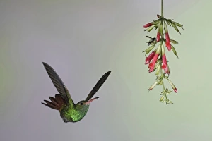 Central America, Ecuador