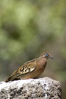 Central America, Ecuador