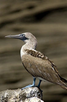 Central America, Ecuador