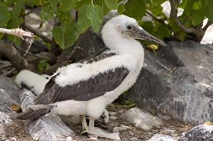 Central America, Ecuador