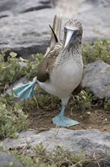 Central America, Ecuador