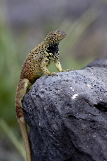 Images Dated 7th March 2009: Central America, Ecuador