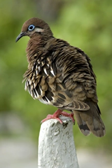 Central America, Ecuador