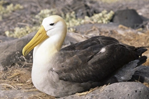 Central America, Ecuador