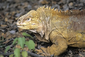 Central America, Ecuador