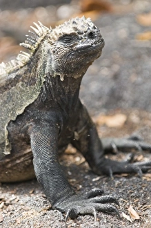 Images Dated 11th April 2010: Central America, Ecuador