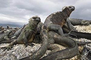 Images Dated 11th April 2010: Central America, Ecuador