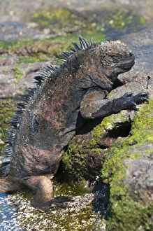 Images Dated 12th April 2010: Central America, Ecuador
