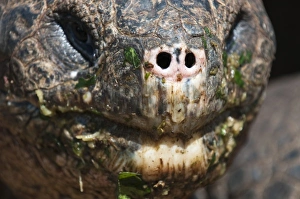 Central America, Ecuador