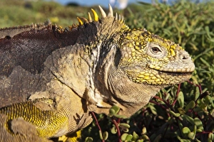 Central America, Ecuador
