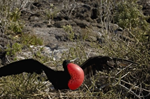Images Dated 1st July 2006: Central America, Ecuador