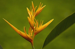 Central America, Ecuador