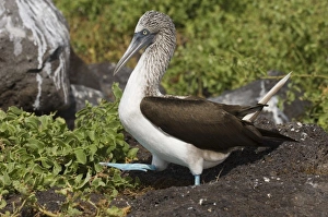 Central America, Ecuador
