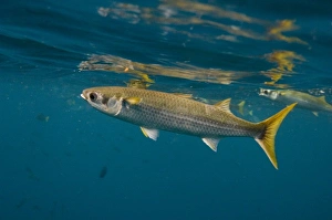 Central America, Ecuador