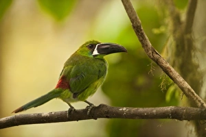 Images Dated 1st September 2010: Central America, Ecuador