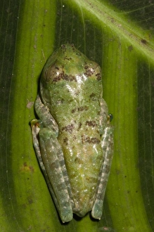 Images Dated 24th July 2010: Central America, Ecuador