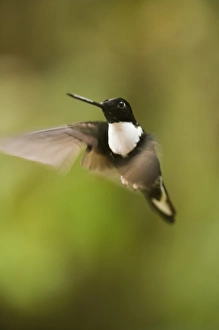 Central America, Ecuador