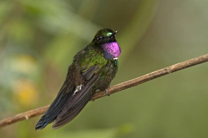 Images Dated 3rd September 2010: Central America, Ecuador