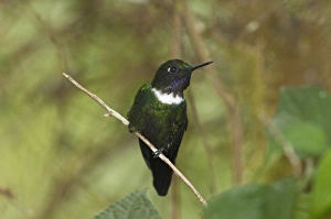 Images Dated 3rd September 2010: Central America, Ecuador