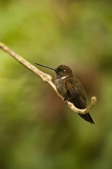 Central America, Ecuador