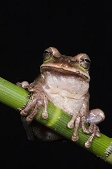 Images Dated 28th July 2010: Central America, Ecuador