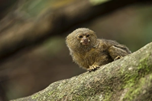 Central America, Ecuador