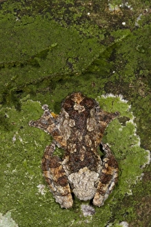 Images Dated 8th October 2010: Central America, Ecuador