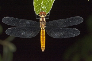Images Dated 8th October 2010: Central America, Ecuador