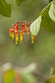 Images Dated 2nd September 2010: Central America, Ecuador