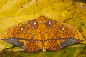 Images Dated 8th October 2010: Central America, Ecuador