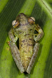 Central America, Ecuador