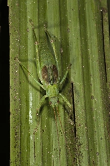 Images Dated 8th October 2010: Central America, Ecuador