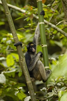 Central America, Ecuador