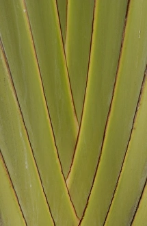 Images Dated 2001: Central America, Ecuador
