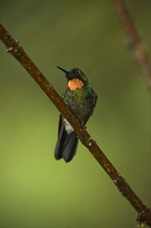 Central America, Ecuador