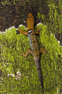 Images Dated 25th October 2010: Central America, Ecuador