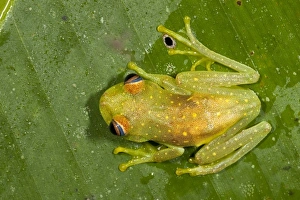 Images Dated 25th October 2010: Central America, Ecuador