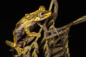 Images Dated 24th July 2010: Central America, Ecuador