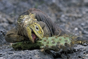 Central America, Ecuador