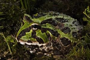 Images Dated 2nd November 2008: Central America, Ecuador