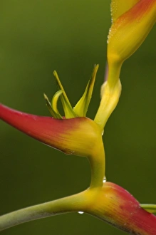Images Dated 15th June 2005: Central America, Ecuador