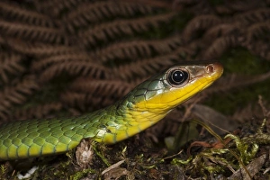 Images Dated 25th July 2010: Central America, Ecuador