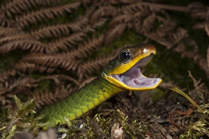 Images Dated 25th July 2010: Central America, Ecuador