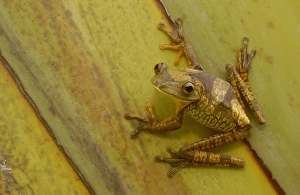 Images Dated 2001: Central America, Ecuador